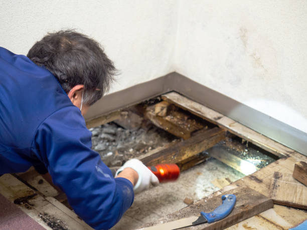 Best Mold Testing and Removal  in Shokan, NY