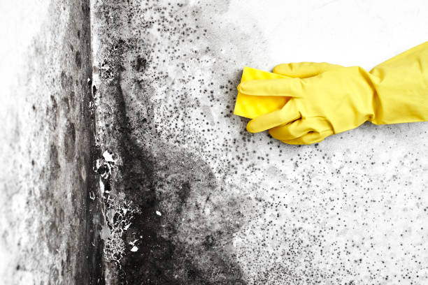 Office Mold Removal Services in Shokan, NY