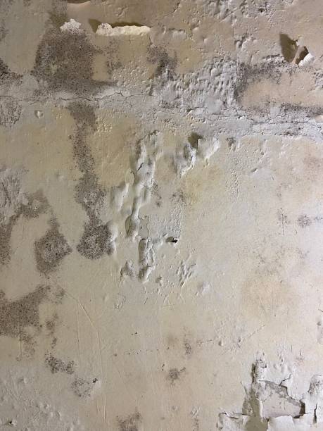 Attic Mold Removal in Shokan, NY