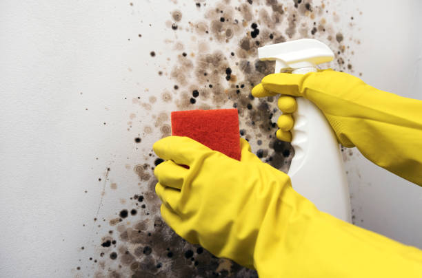 Best Office Mold Removal Services  in Shokan, NY