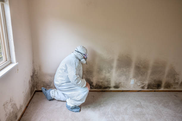 Best Professional Mold Removal  in Shokan, NY