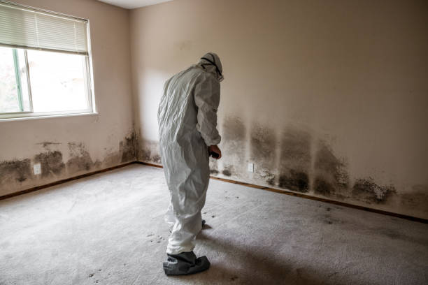 Best Mold Damage Repair  in Shokan, NY