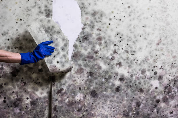 Best Mold Removal Specialists  in Shokan, NY